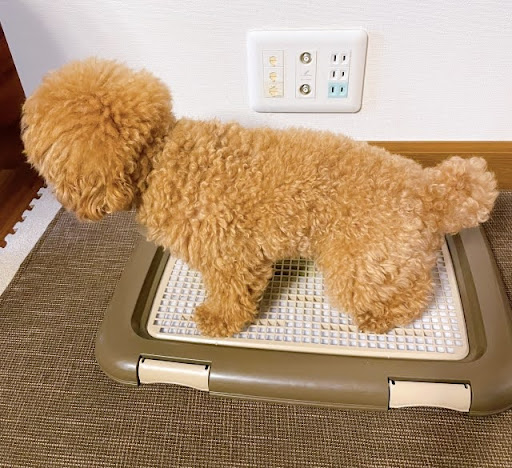 ペットトイレで排尿する犬