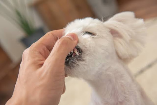 口をつかまれる白い犬