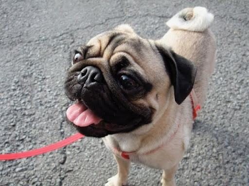 散歩中のパグ