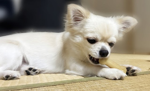 畳の上でガムをかむ犬